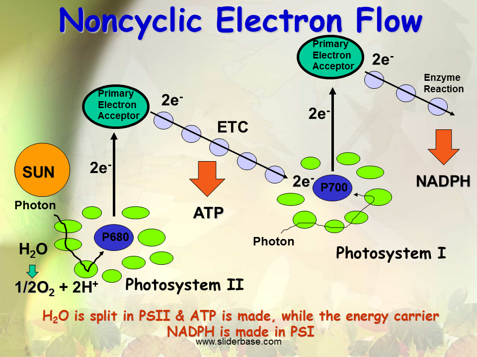 Non-cyclic Electron Transport in Photosynthesis