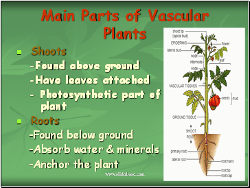 Main Parts of Vascular Plants