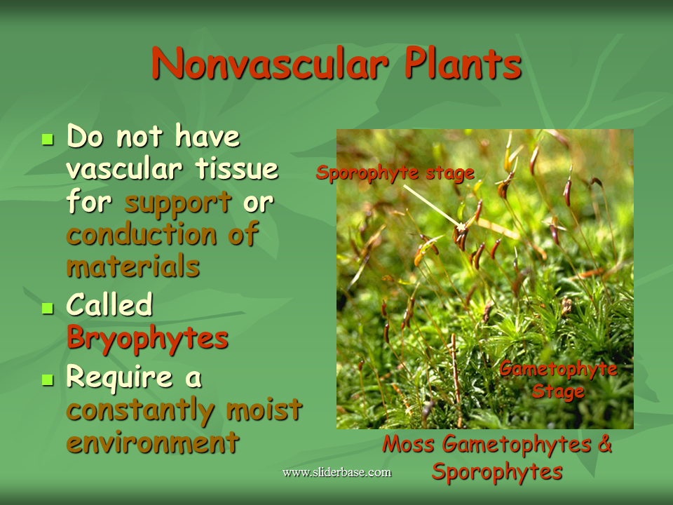 Introduction to the Plant Kingdom Presentation Biology