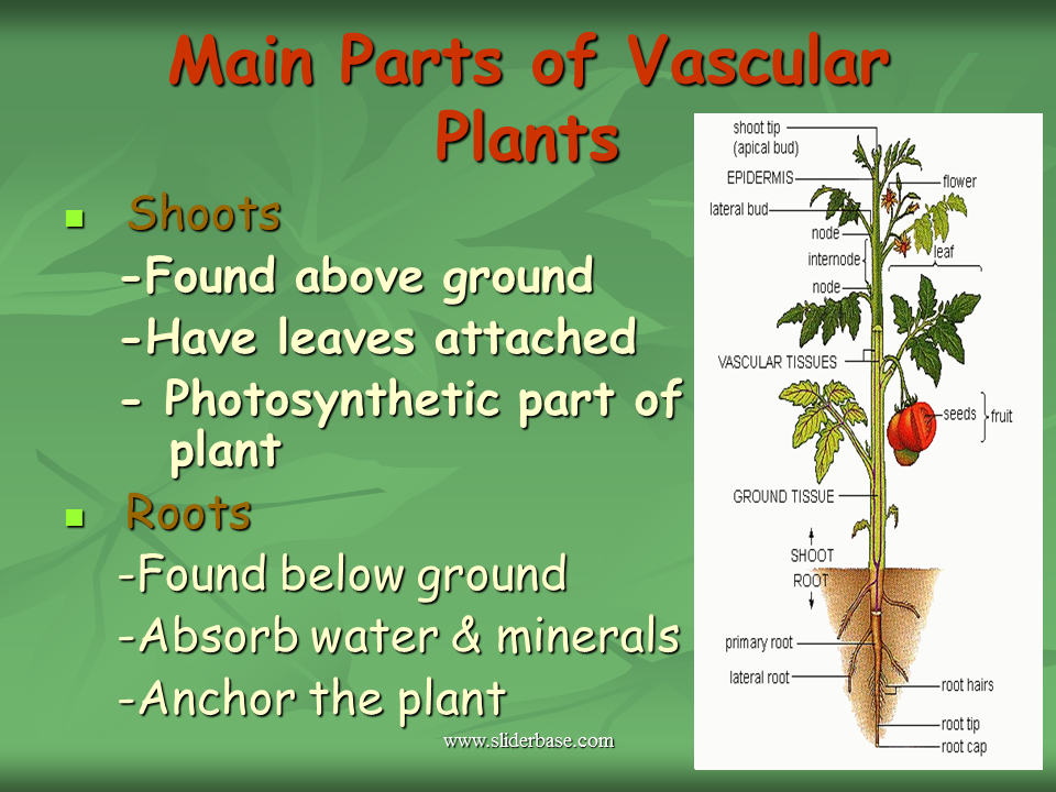 Alternation of Generations