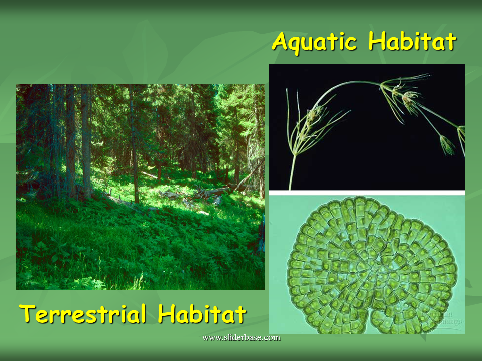 Introduction to the Plant Kingdom Presentation Biology