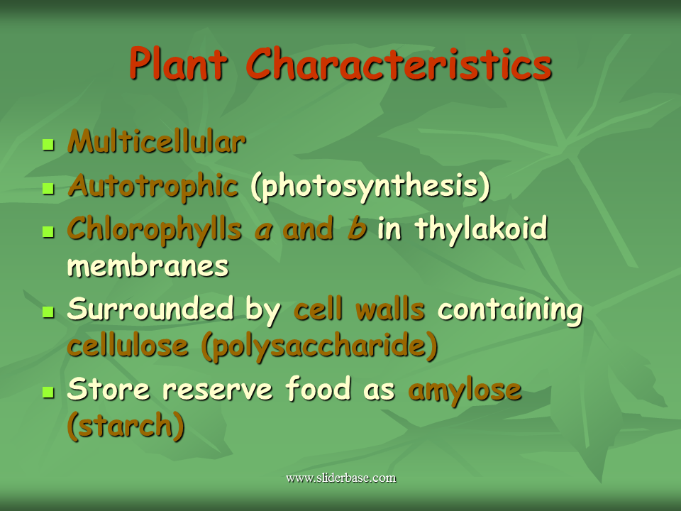 Introduction to the Plant Kingdom Presentation Biology