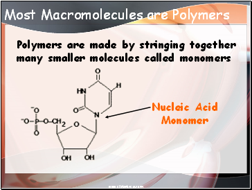 Most Macromolecules are Polymers