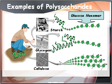 Examples of Polysaccharides