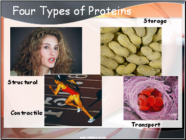 Four Types of Proteins