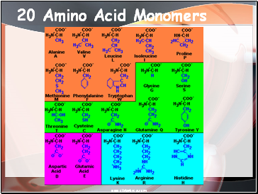 20 Amino Acid Monomers