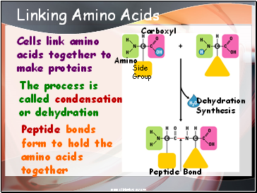 Linking Amino Acids