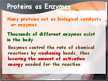 Proteins as Enzymes