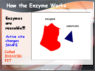 How the Enzyme Works