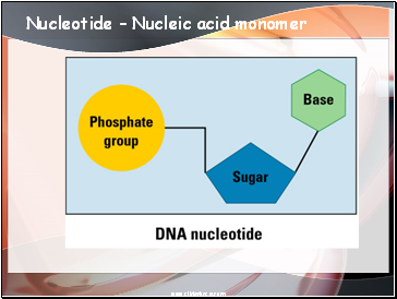 Nucleotide – Nucleic acid monomer