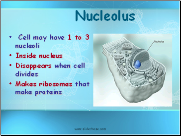 Nucleolus