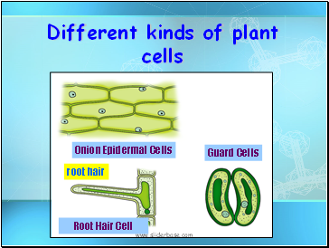 Different kinds of plant cells