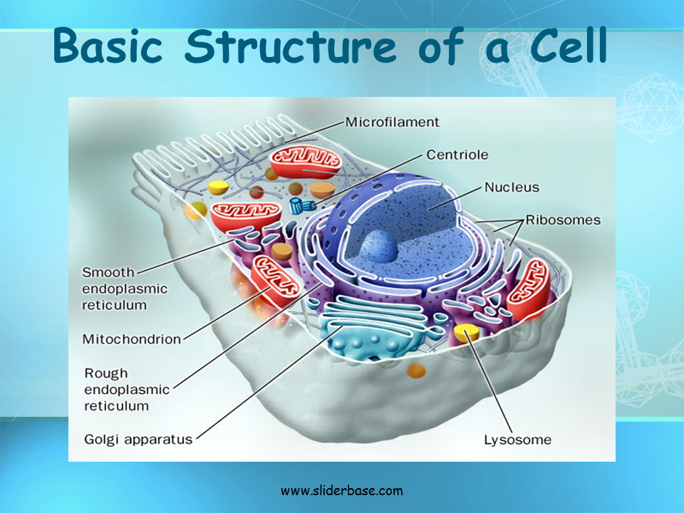 Basic Structure of a Cell Presentation Biology