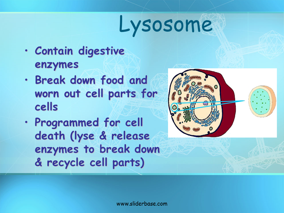 What organelles contain digestive enzymes?