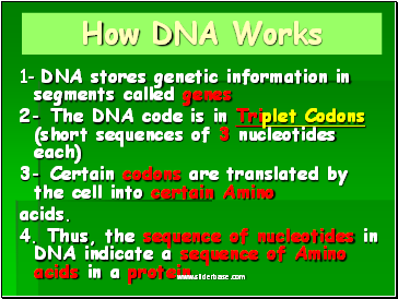 How DNA Works