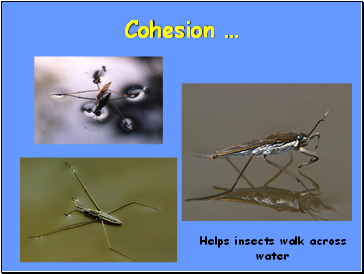 Cohesion 
