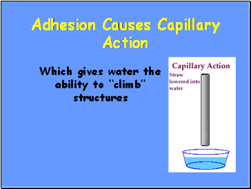 Adhesion Causes Capillary Action
