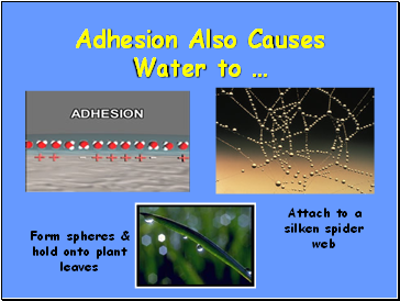 Adhesion Also Causes Water to 