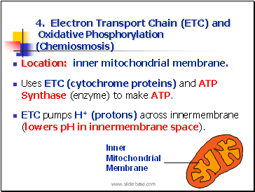 4. Electron Transport Chain (ETC) and Oxidative Phosphorylation (Chemiosmosis)