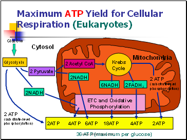 Maximum ATP Yield for Cellular Respiration (Eukaryotes)