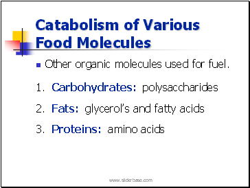 Catabolism of Various Food Molecules