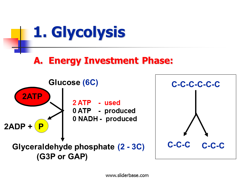 Cellular respiration Presentation Biology