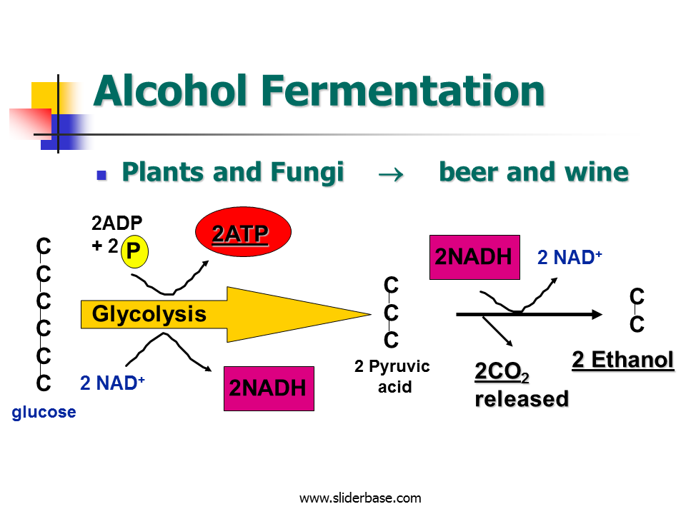 Substrate Level Phosphorylation