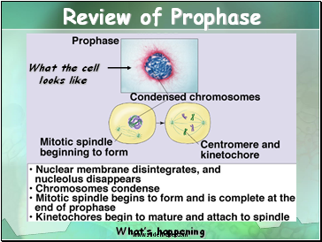 Review of Prophase