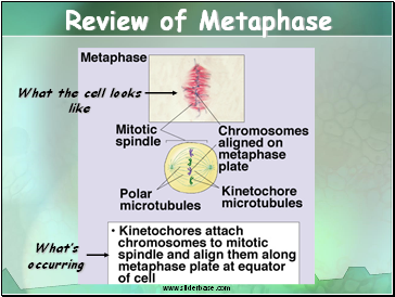 Review of Metaphase