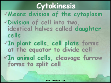 Cytokinesis