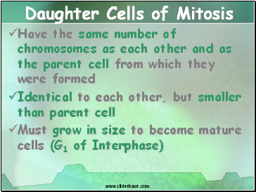Daughter Cells of Mitosis