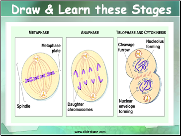 Draw & Learn these Stages