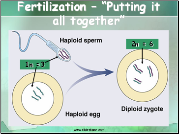 Fertilization  Putting it all together