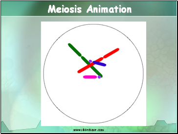 Meiosis Animation