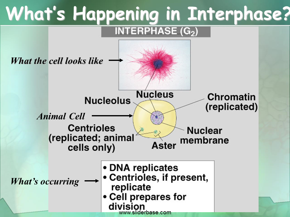 What occurs in the nucleolus?