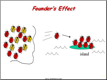 Founders Effect
