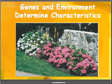 Genes and Environment Determine Characteristics