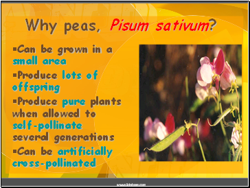 Why peas, Pisum sativum?