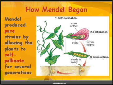 How Mendel Began