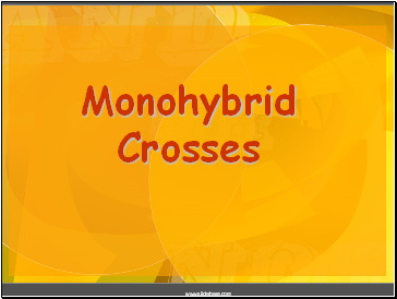 Monohybrid Crosses