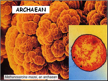 ARCHAEAN