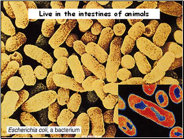 Live in the intestines of animals
