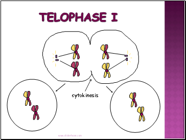 Telophase I