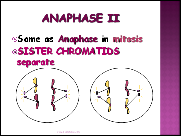 Anaphase II