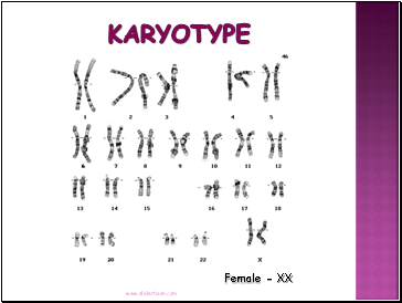 Karyotype