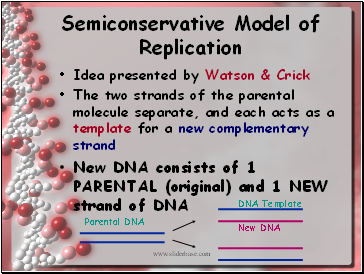 Semiconservative Model of Replication