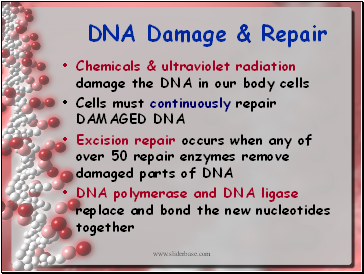 DNA Damage & Repair