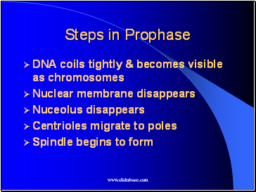 Steps in Prophase