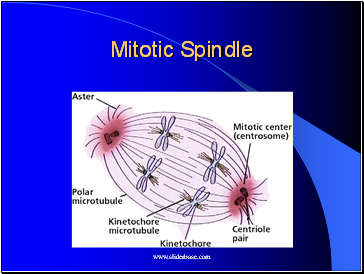 Mitotic Spindle