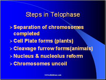 Steps in Telophase